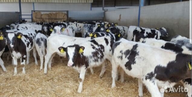 Телята бычки для откорма