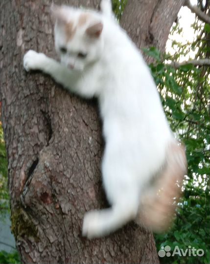 Белый шотландский котик с рыжим хвостом