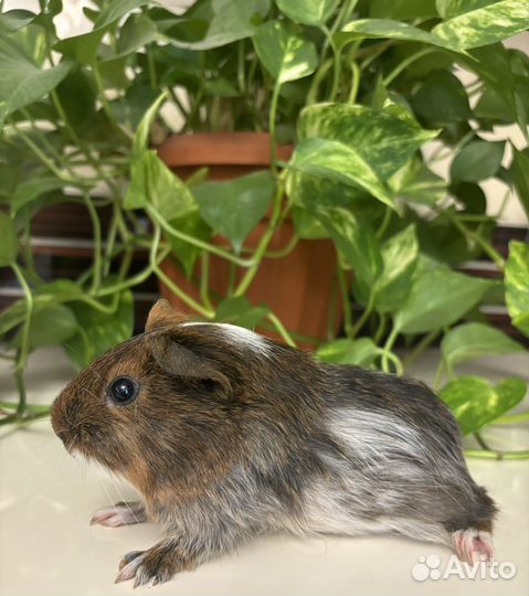 Гладкошерстные Морские свинки