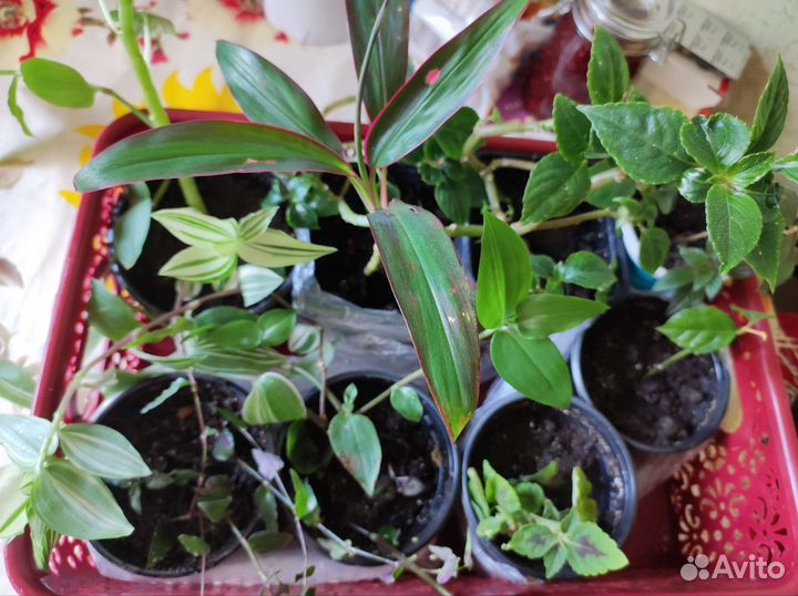 Излишки комнатных цветов