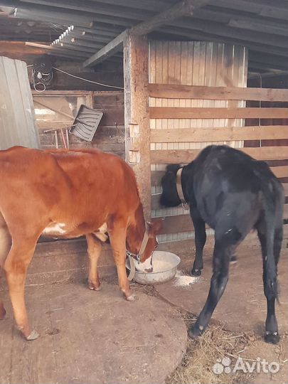 Телята телочки