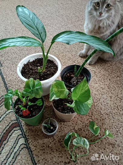 Комнатные цветы