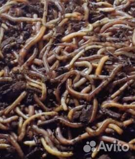 Червь дендробена