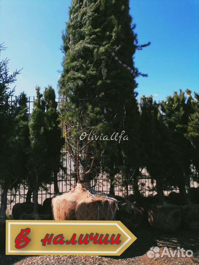 Крупномеры ель, сосны