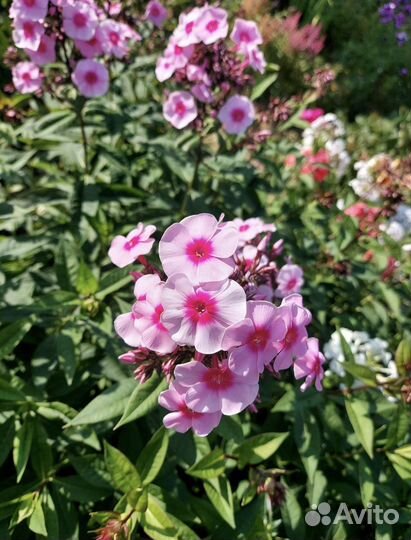 Флоксы, Безвременник, Желтая ромашка