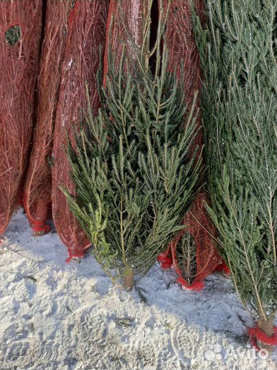 Живые ёлки с оптового склада, размеры в наличии