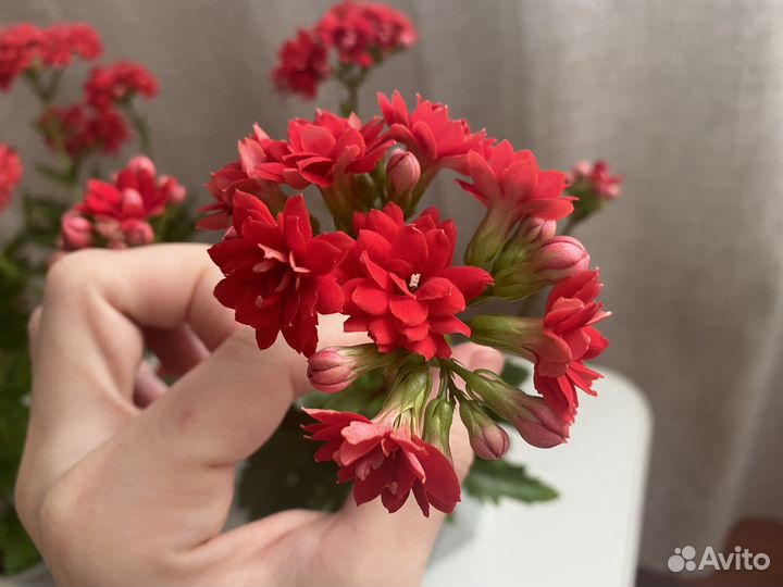 Комнатные цветы Каланхоэ домашние цветы цветут