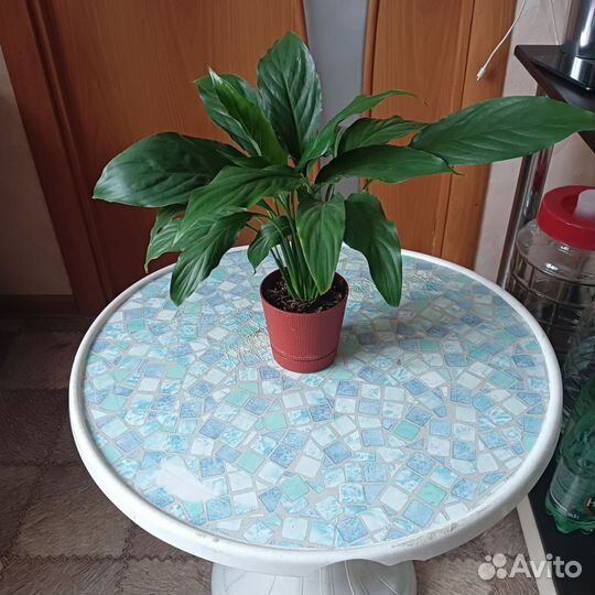 Спатифиллум