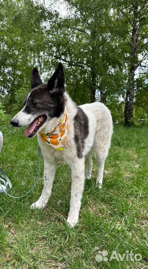 Милый старичок Тимон всю жизнь в приюте