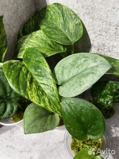 Эпипремнум марбл