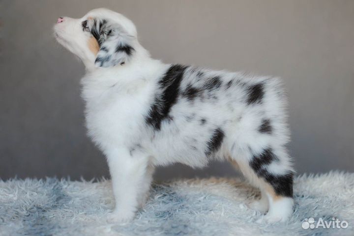 Щенки австралийской овчарки (аусси)