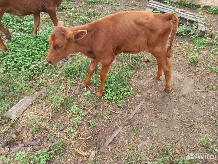 Тёлка 1.5 месяца