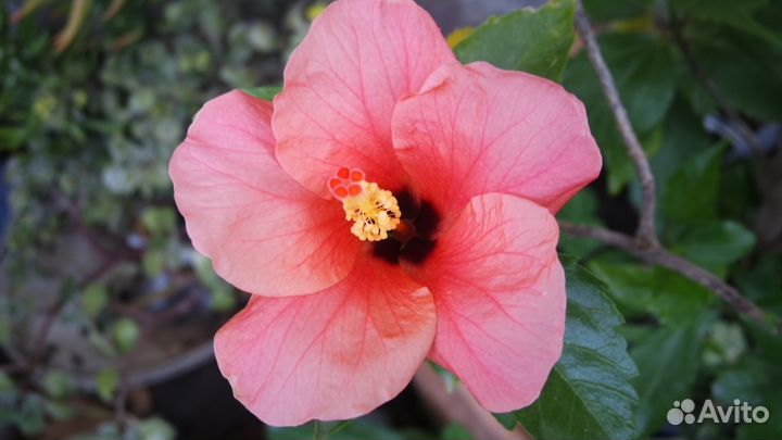 Комнатные цветы