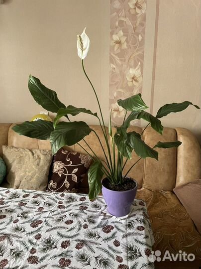 Спатифиллум сейчас цветет женское счастье