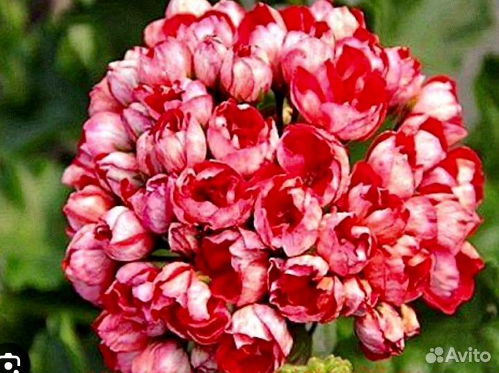 Неrma,Лилиан Андреа, Тесс Влада,лиа Божоле