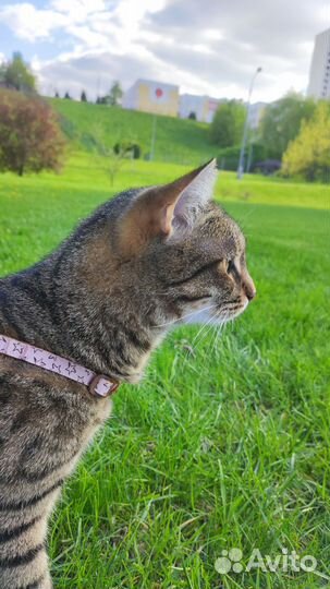 Отдаем кошку в добрые руки