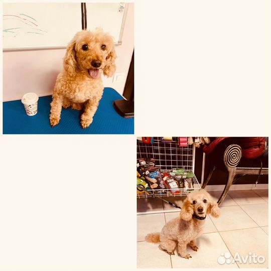 Услуги грумера