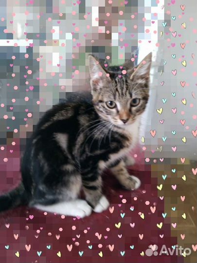 Котенок Мурмурашка