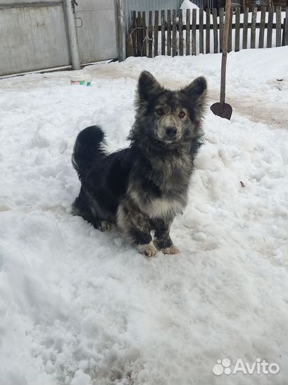 Ищем хозяев для щенка (мальчика)