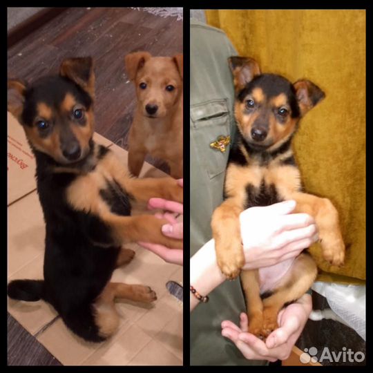 Красивейшие щенки ждут вас