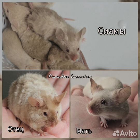 Мышки сатиновые, тексели, рексы