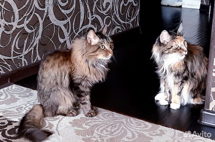 Кот и кошка