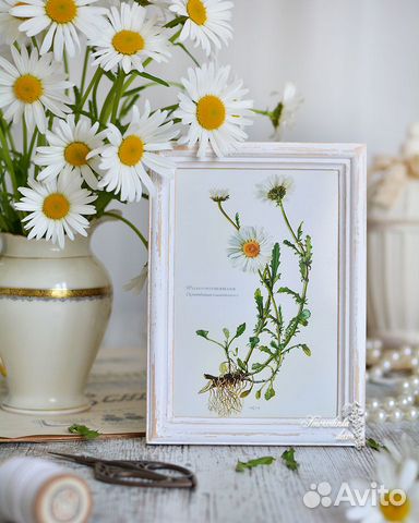 Ботаника в рамке Ромашки