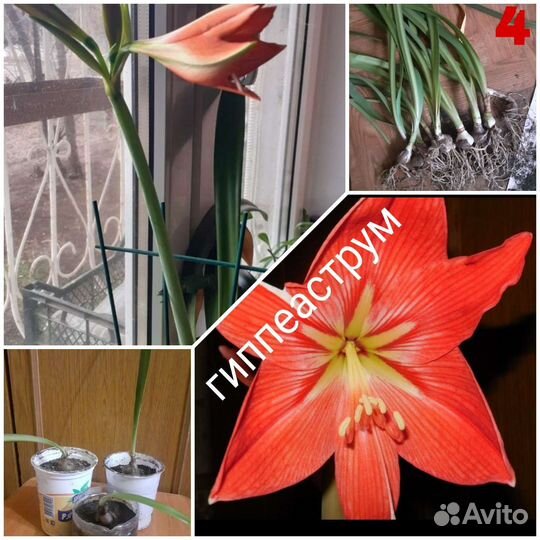 Комнатные цветы