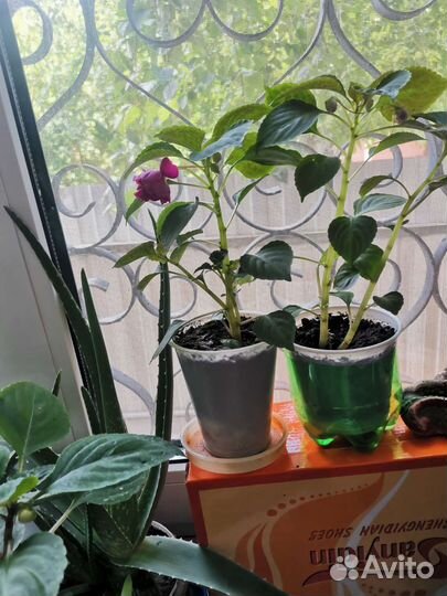 Бальзамин махровый