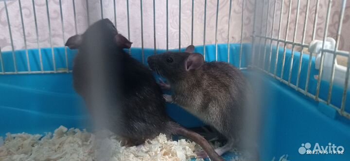 Два крысëнка