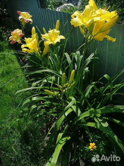 Лилейники сортовые