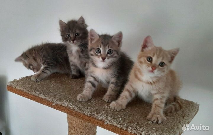 Котята в добрые руки