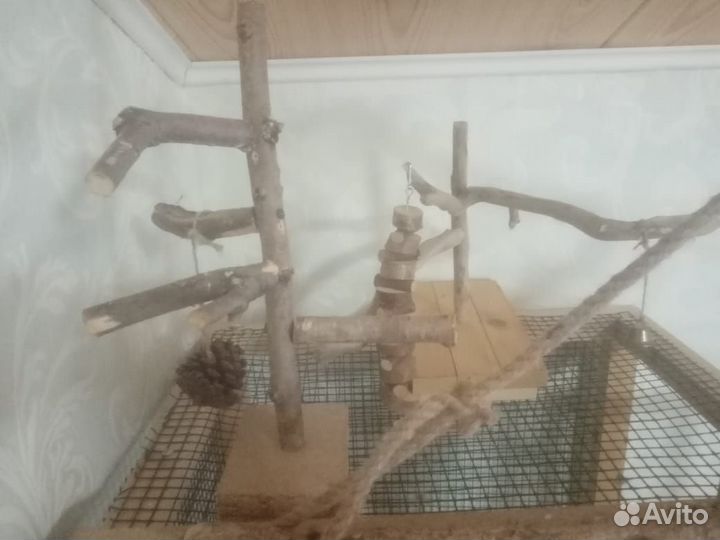 Попугай корелла