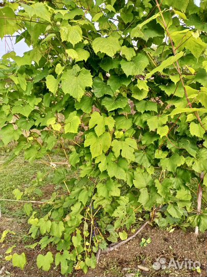 Саженцы винограда