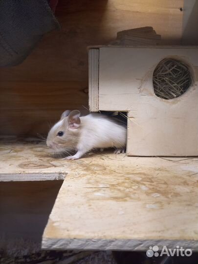 Белочки дегу со всем приданным