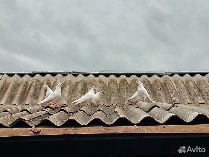 Продажа голубей