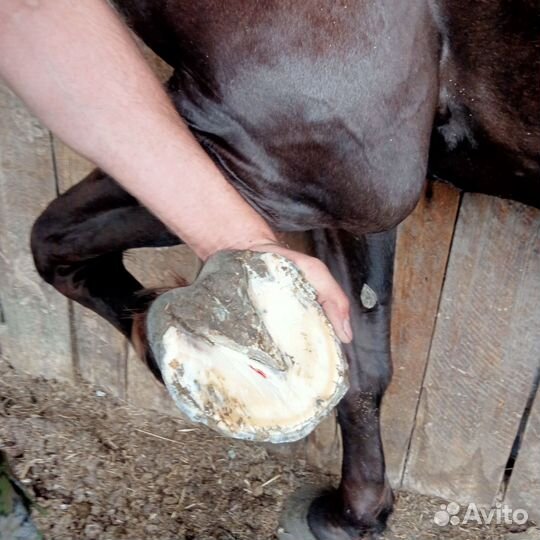 Расчистка копыт