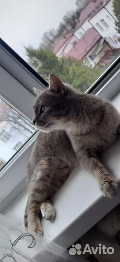 Кошечка в добрые руки