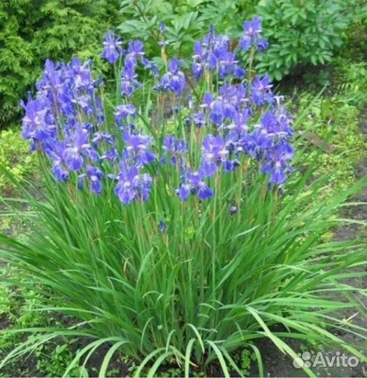 Ирис большой куст