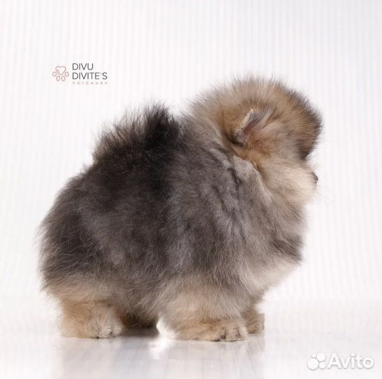 Померанский шпиц