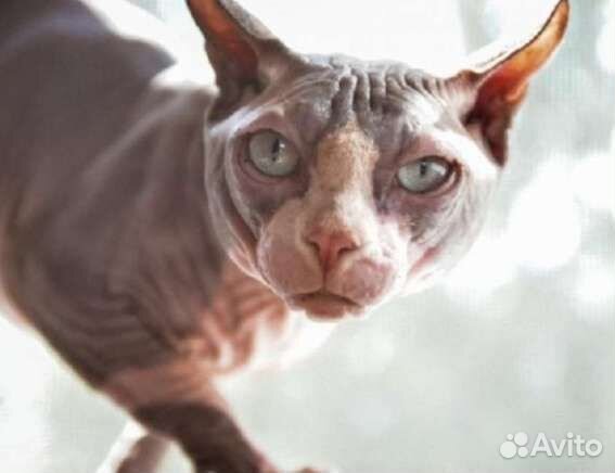 Вязка двуэльф