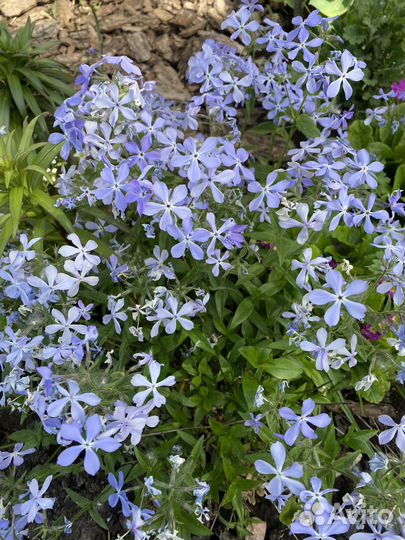 Растения для сада