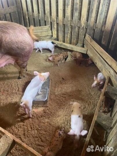 Поросята