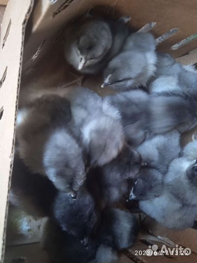 Суточные цыплята Доминант на 4 июля