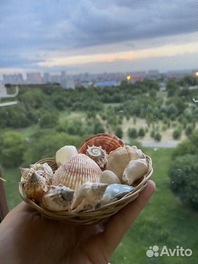 Ракушка(набор морских ракушек с корзинкой)