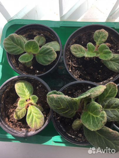 Глоксиния и пеларгония