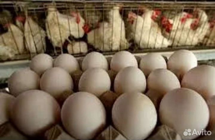 Бройлер,Куры несушки, молодка
