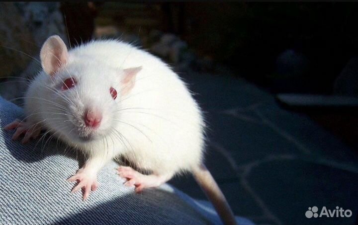 Декоративная крыса дамбо