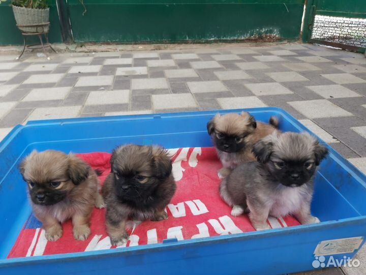Щенки пекинеса