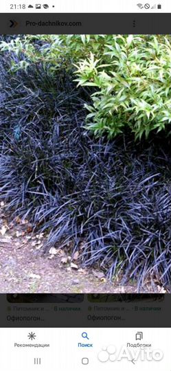 Офиопогон Японский